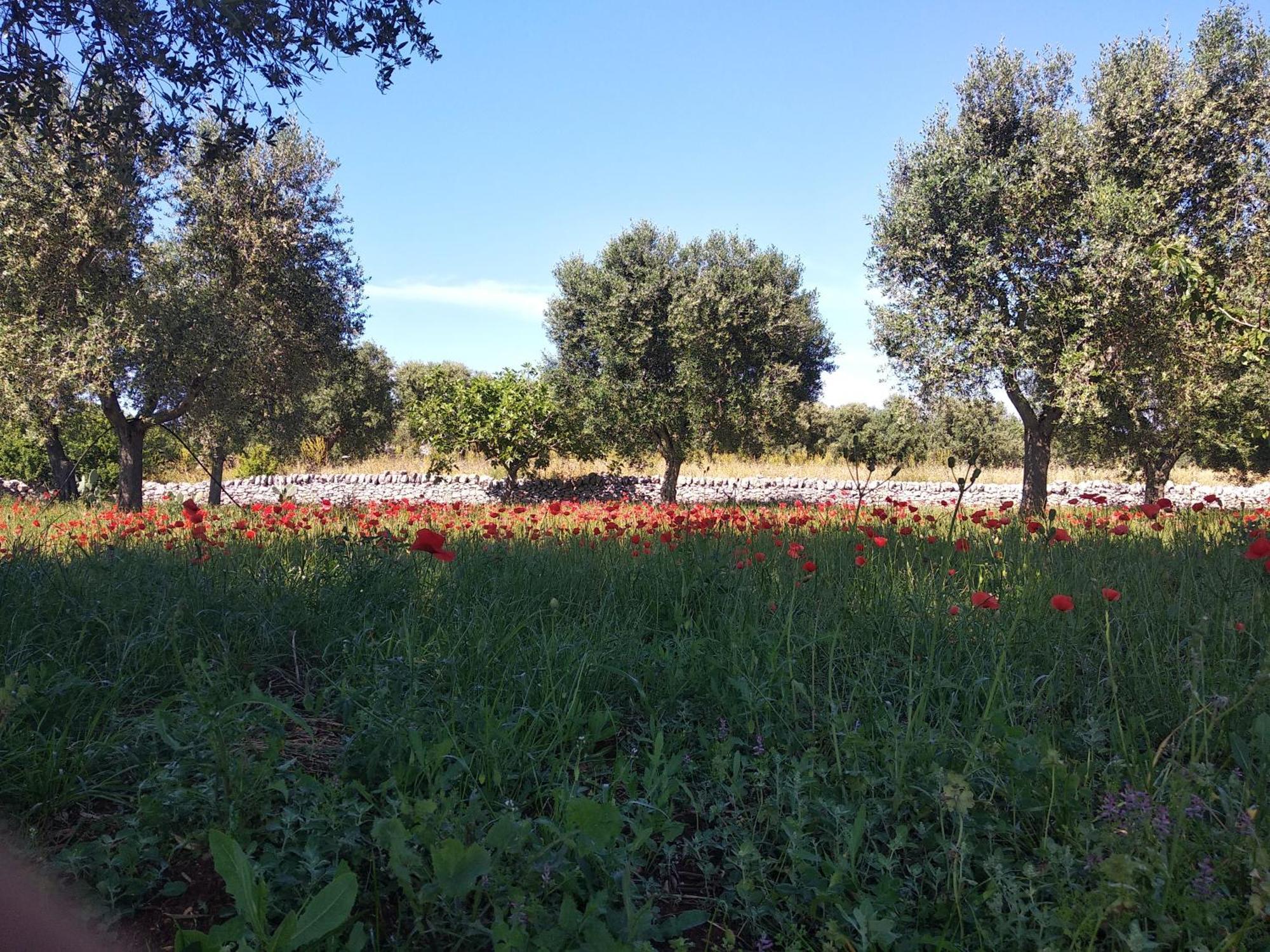 Piccolo Trullo Ostunese Le Jardin De Sophie' オストゥーニ エクステリア 写真
