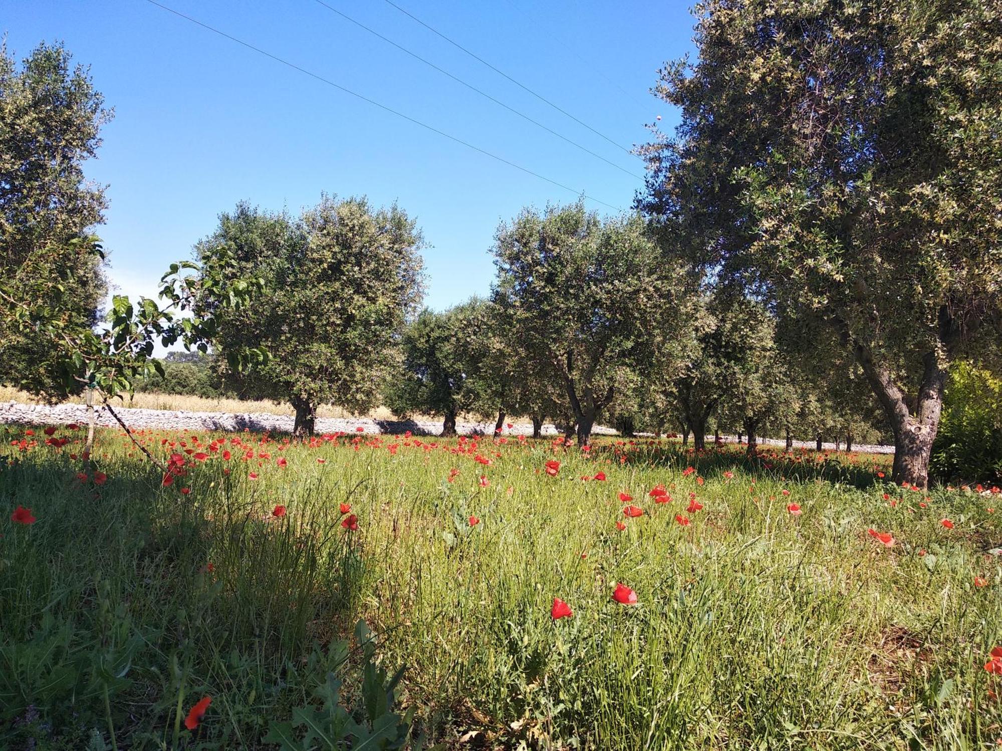 Piccolo Trullo Ostunese Le Jardin De Sophie' オストゥーニ エクステリア 写真